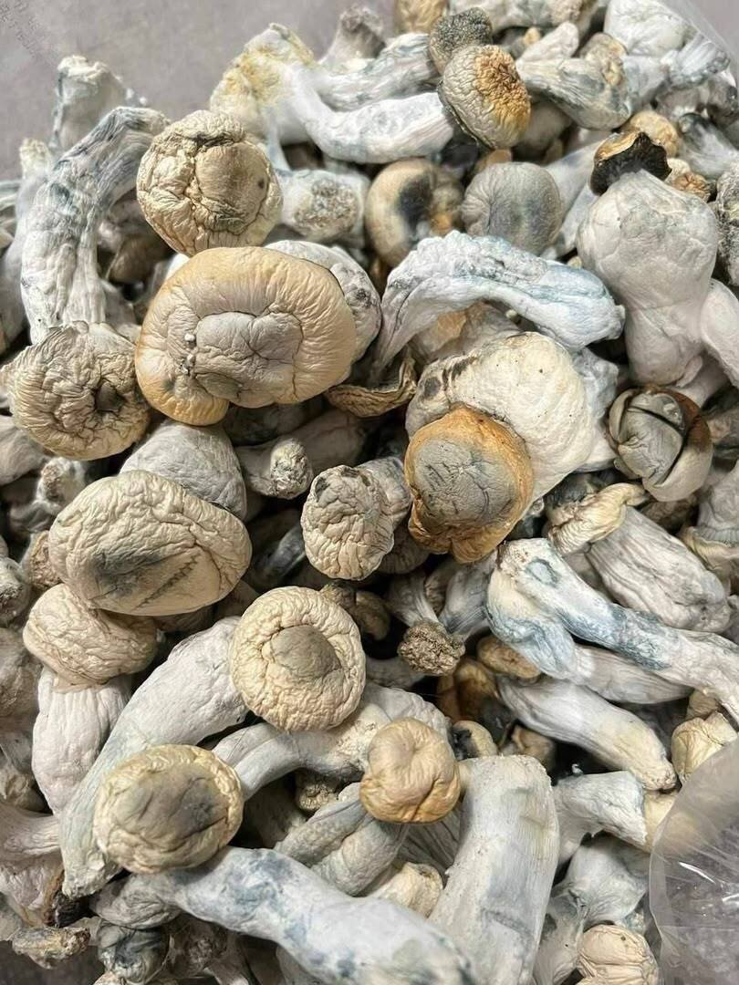 Blue Meanie Mushrooms
