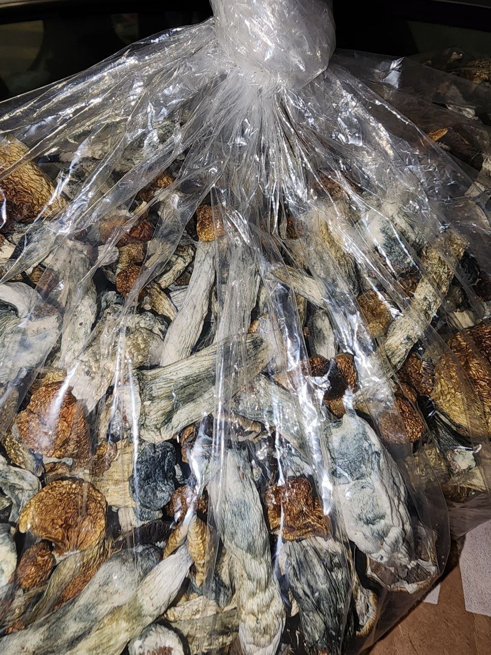 Cubensis