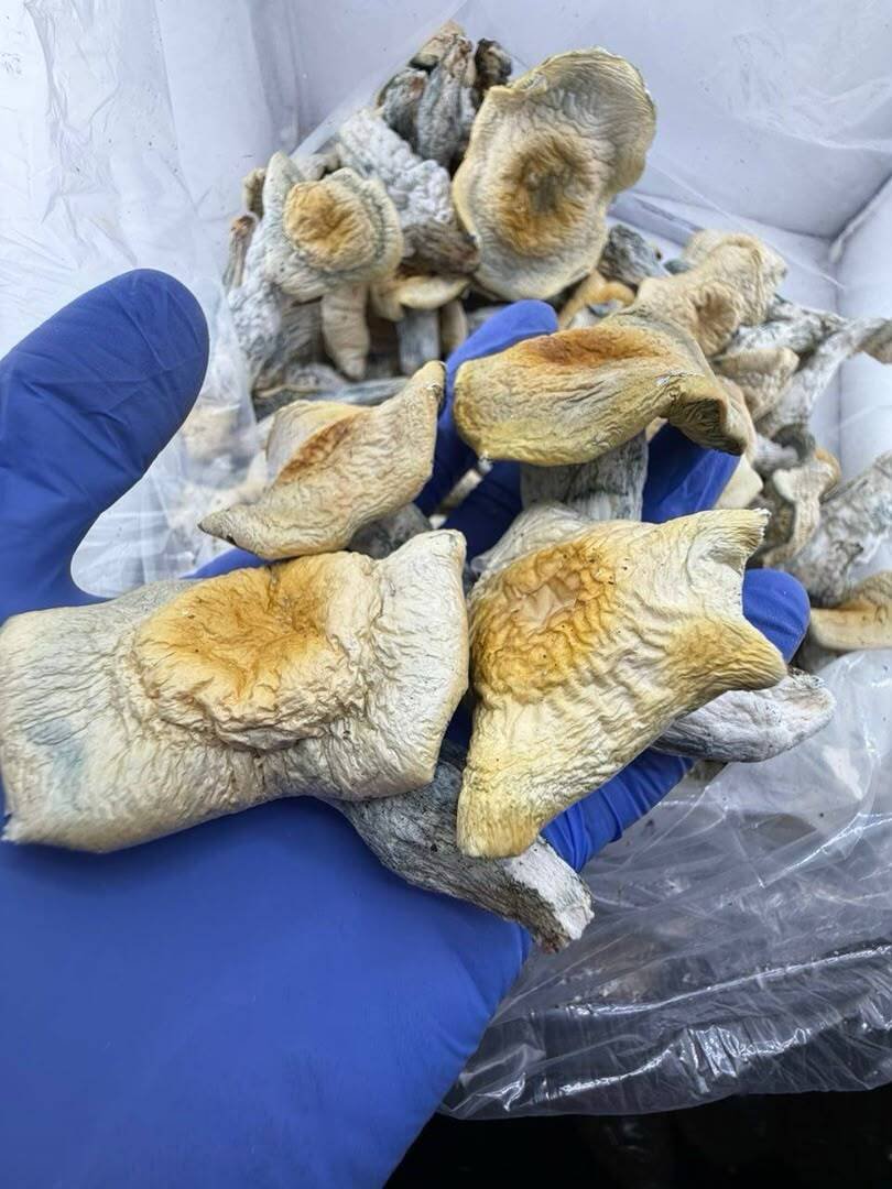 Devil’s Cap Mushrooms