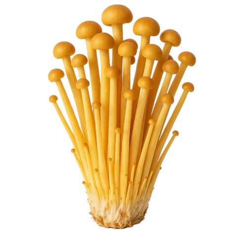 Golden Enoki (Flammulina Velutipes) Liquid Culture
