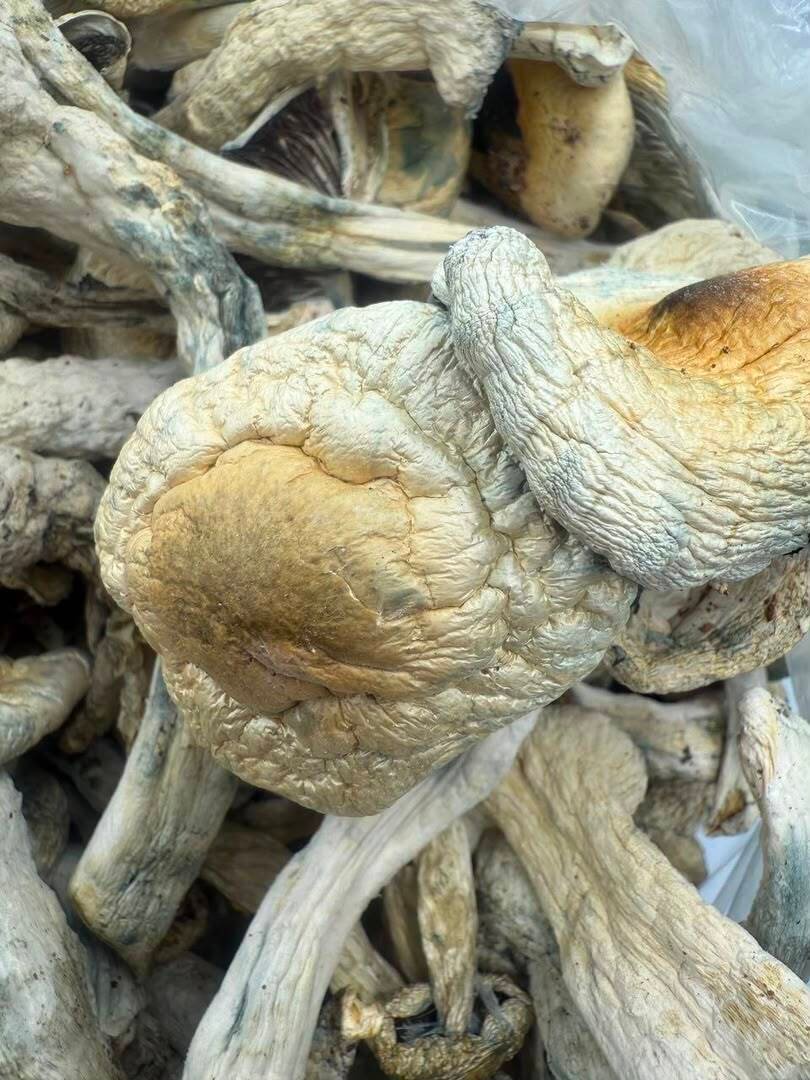 Jack Frost Mushroom