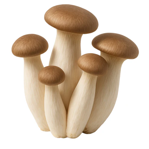 King Oyster (Pleurotus Eryngii) Liquid Culture