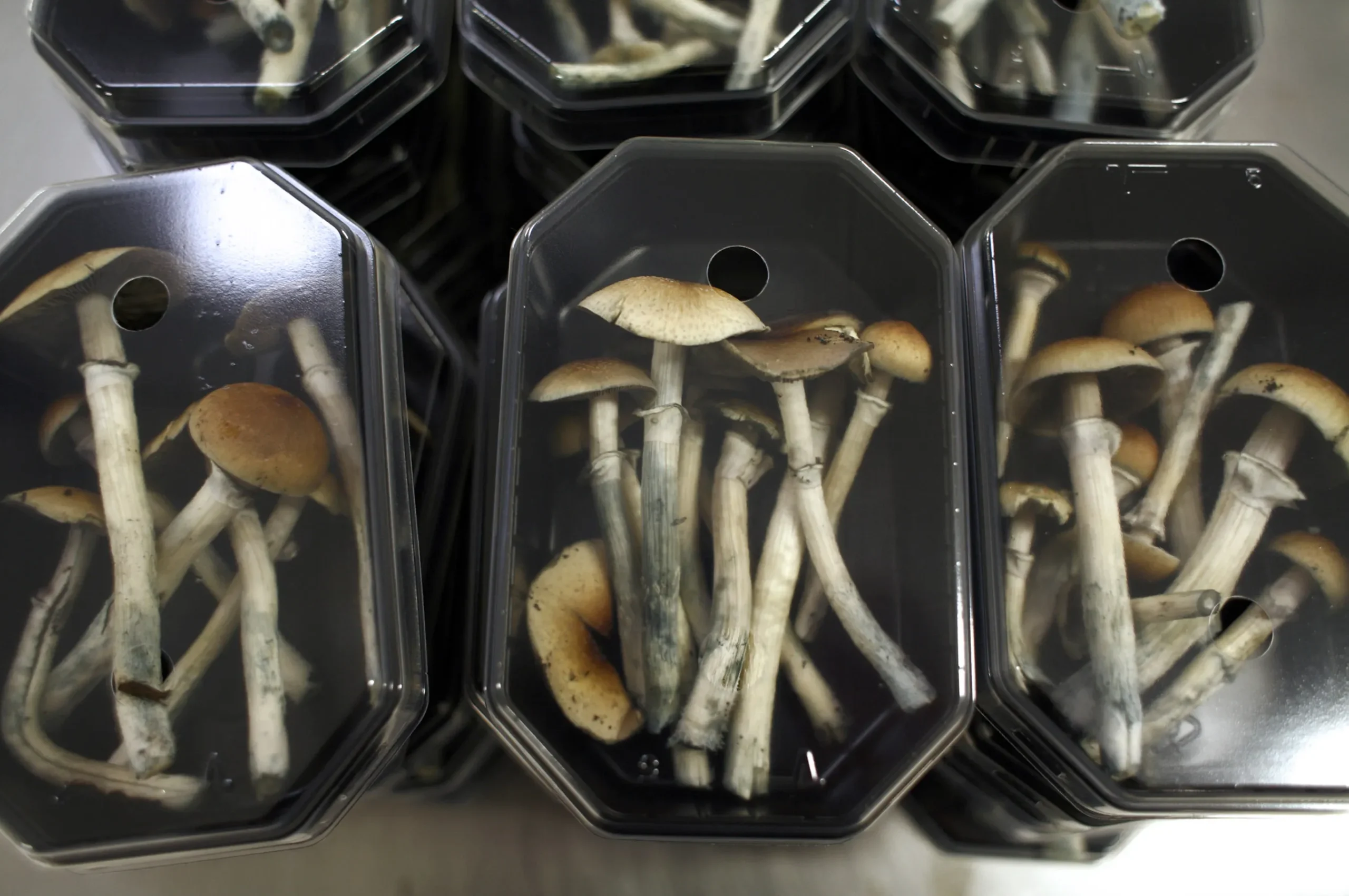 Magic Mushroom