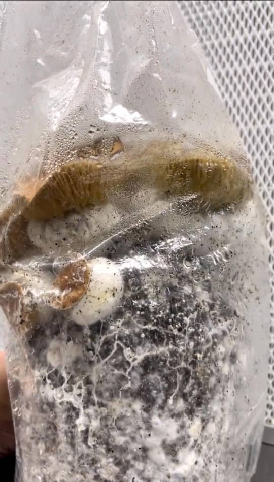 Mushroom Grow Kits