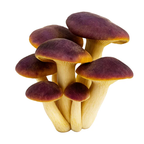 Purple Mukitake (Sarcomyxa Serotina) Liquid Culture