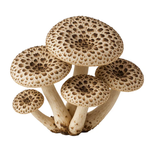 Tiger Sawgill (Lentinus Tigrinus) Liquid Culture